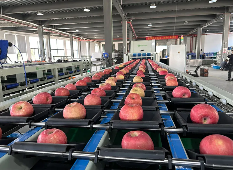 Optical Apple Grader Sorts Apples Based on Defects, Shape, Size and Color