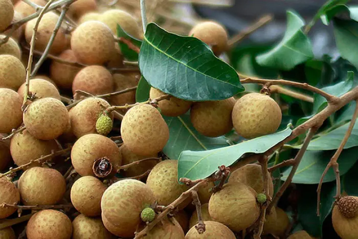 Cambodian longan to be exported to China