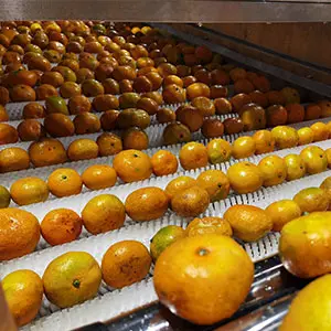 Fruit sorting improves efficiency
