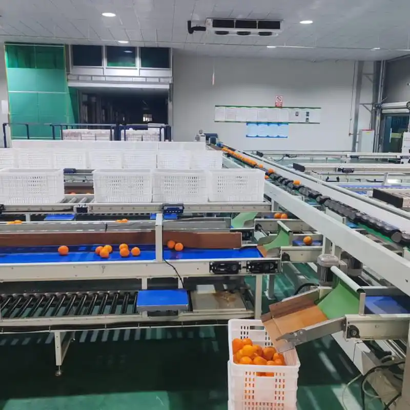 Spain's Oranges: A Golden Harvest Enhanced by Innovation