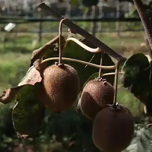 A mysterious disease is destroying the Kiwi industry in Italy