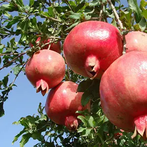 Uzbekistan pomegranate is allowed to be exported to China