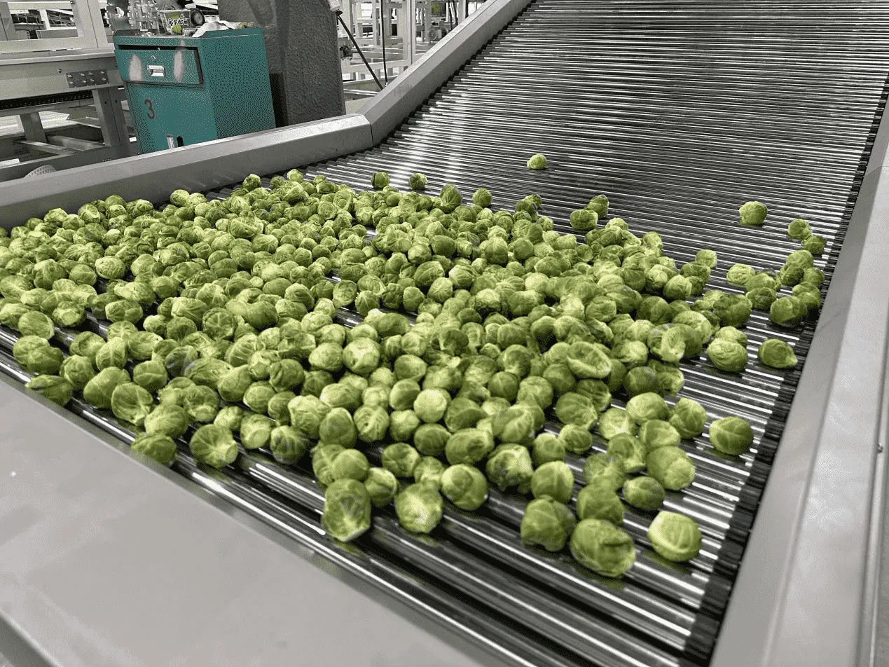 ¿Conoces las coles de Bruselas