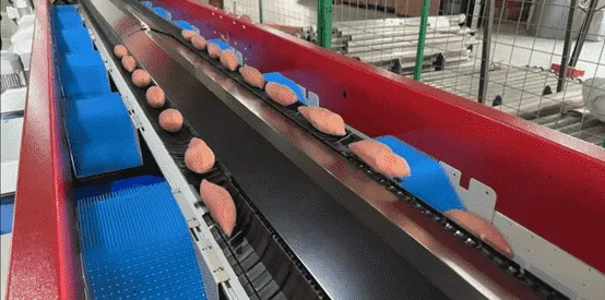 The Camera System Helps You keep the Quality Consistency of Your Sweet Potatoes