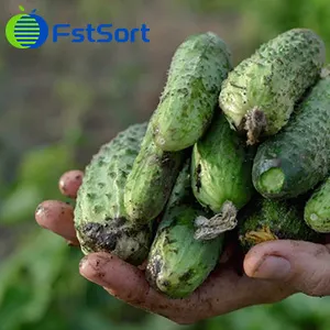 Cucumber Sorting Machine