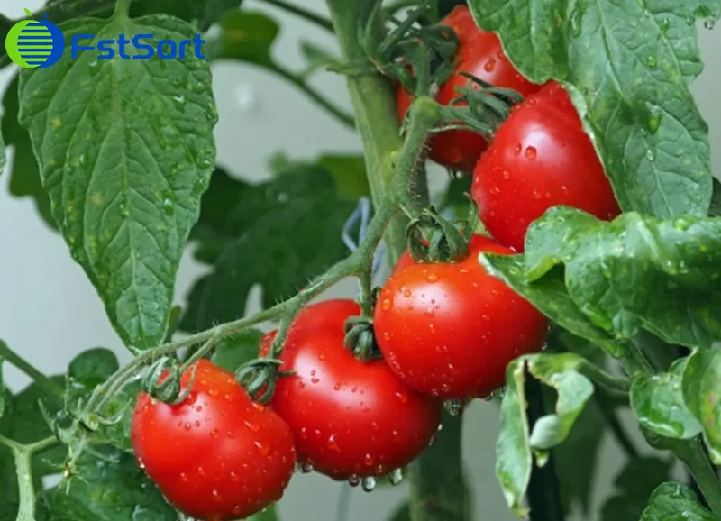 ¿Comó clasificar tomate grande o tomate cherry