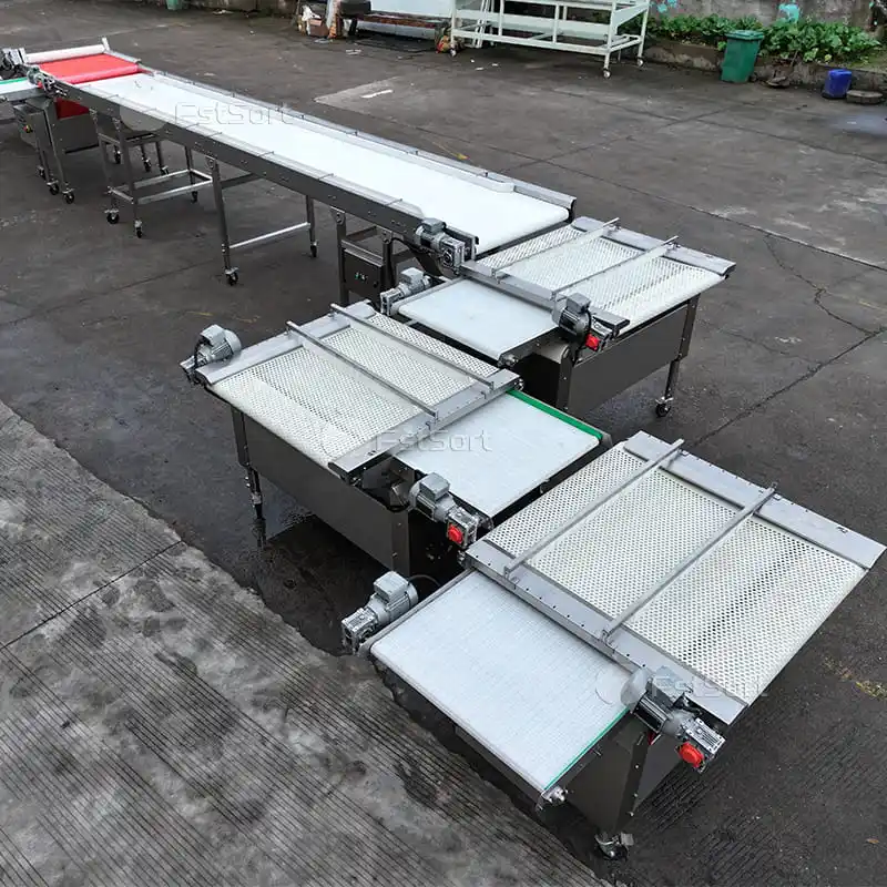 High-Capacity Blueberry Sorting Line by FstSort: Elevating Blueberry Grading to New Levels