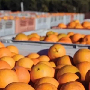 Tariffs on imported fruits are significantly reduced