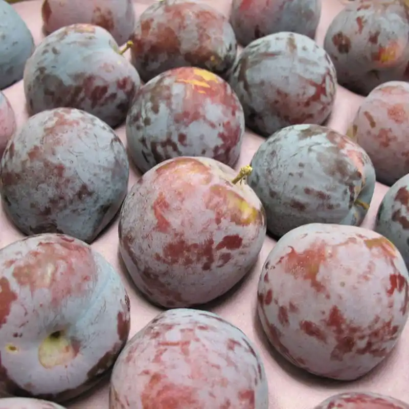 How to sort fruit plums