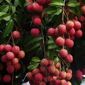 Los productores tailandeses de lichi adoptan la clasificadora simple FstSort, mejorando la eficiencia y la calidad.