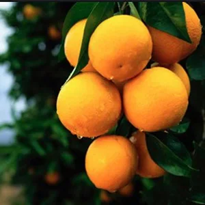 Orange washing sorting machine