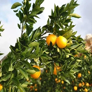 Forecast of citrus season 2021 in Southern Hemisphere