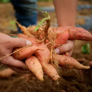 Sweet Potatoes Washing Drying Sorting Sizing Packing Line