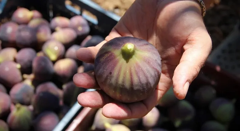Turkish Figs Perfected by Fstsort's Intelligent Sorting Solutions