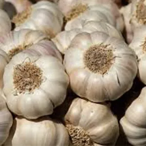 Fstsort Enters the Argentine Market for the First Time