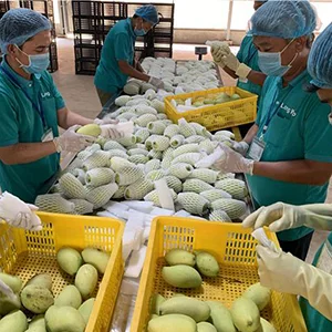 Cambodian mangoes are officially approved for export to China