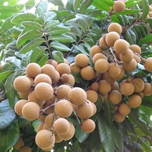 China bans the import of Thai longan