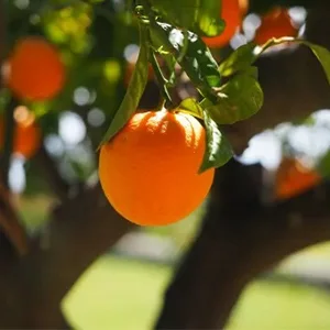 Florida citrus production falls