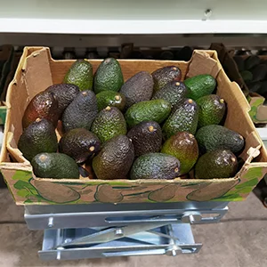 Rotary avocado grader