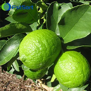 FstSort moves into the Americas