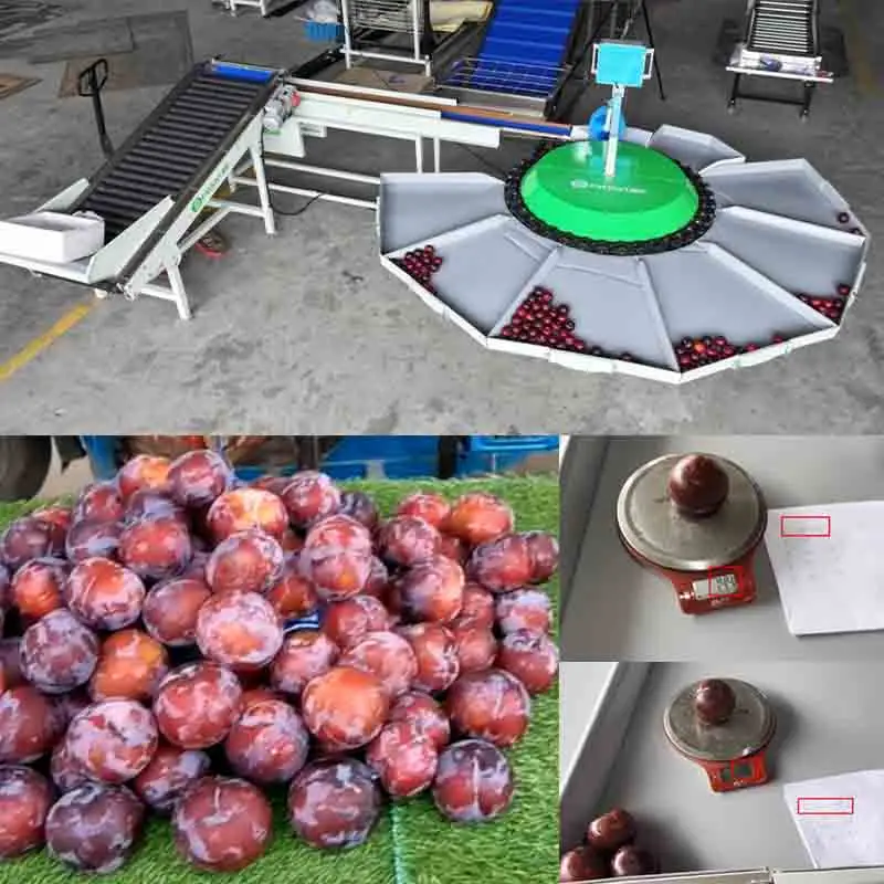 Plum Weight Sorting Machine