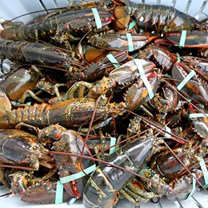 Crawfish or Lobster Sorting Machine