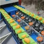 Fruits weight grader reduce skin damage