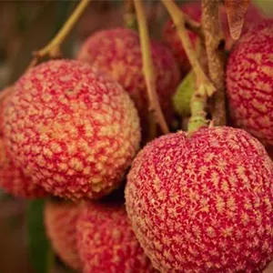 Seedless lychee from China export to Japan
