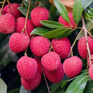 How to sort Australian lychees efficiently
