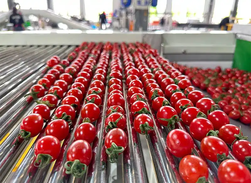 How to achieve efficient sorting and packaging during cherry tomato season