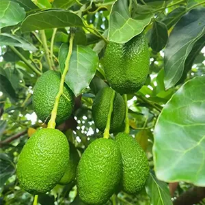 Machines improve the commercial value of avocados