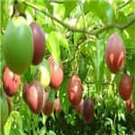 passion fruit processing machine, passion fruit sorting machine passion fruit processing machine, passion fruit sorting machine