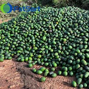 Why are Avocados abandoned in Australia