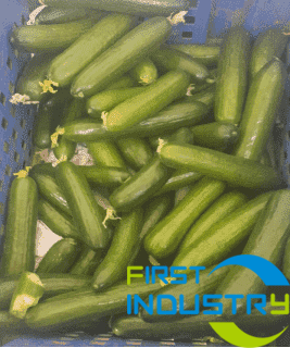 images/1558424713730Cucumber-grader2.png