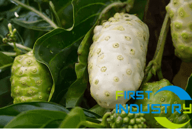 images/1558430376731Noni-fruit-processing-line-4.png