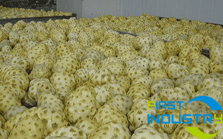 images/1558430390816Noni-fruit-processing-line-5.png images/1558430390816Noni-fruit-processing-line-5.png