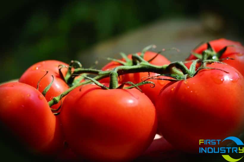 images/1558493953214tomato.jpg