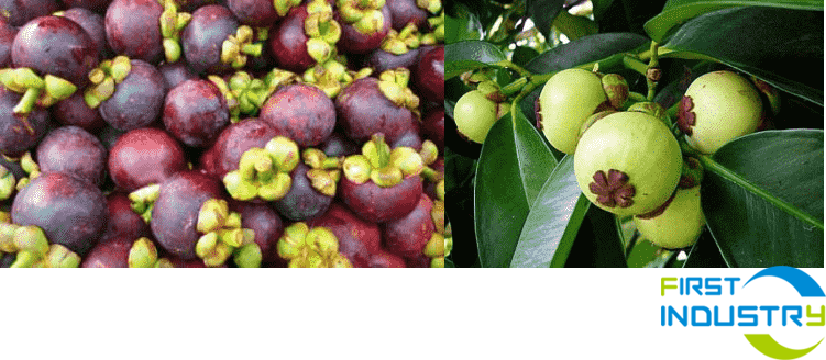 Mangosteen cleaning and drying machinery