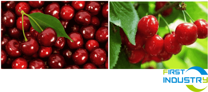 cherry pitting machine