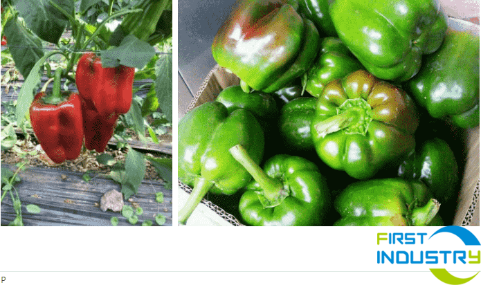 Pepper washing drying and grading machine