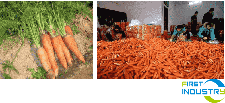 carrot sorting machine 