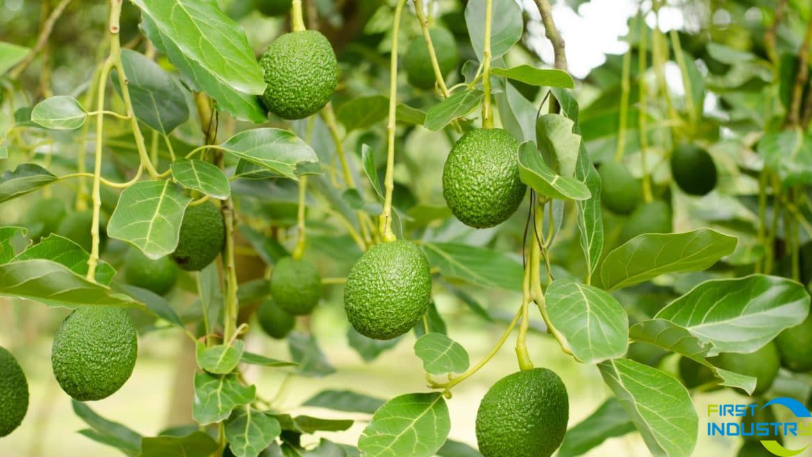 avocado processing