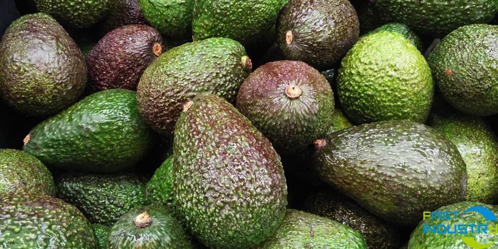 avocado processing