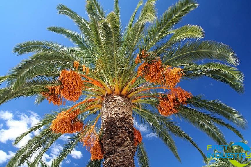 Saudi Arabia's date palm production is expected to increase