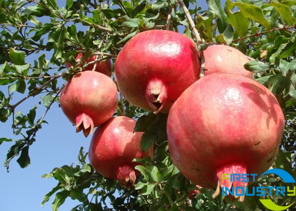 images/1573027559055pomegranate.jpg