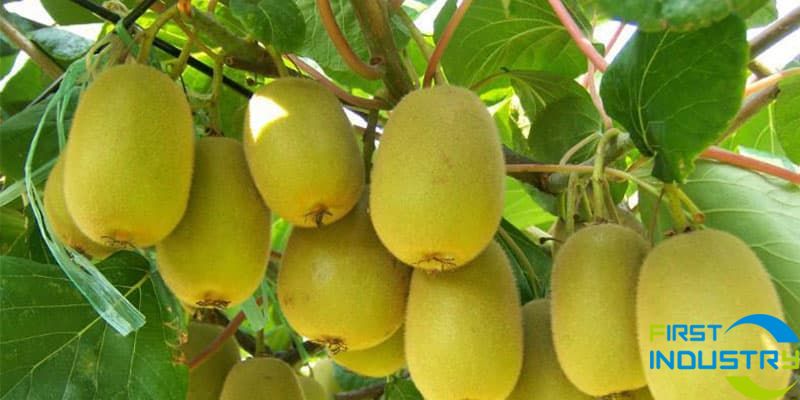 Greek kiwi production is among the top five in the world.