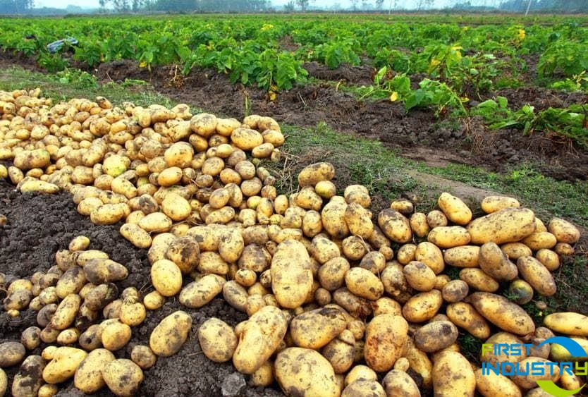 potato processing sorting