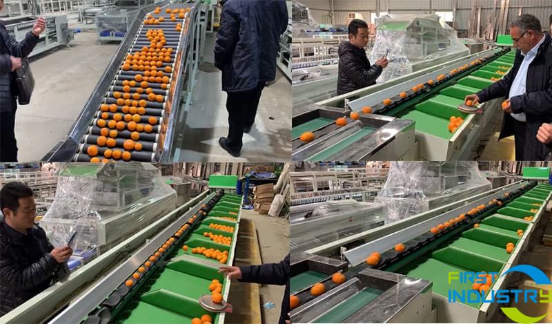 testing of citrus weight sorting machine testing of citrus weight sorting machine
