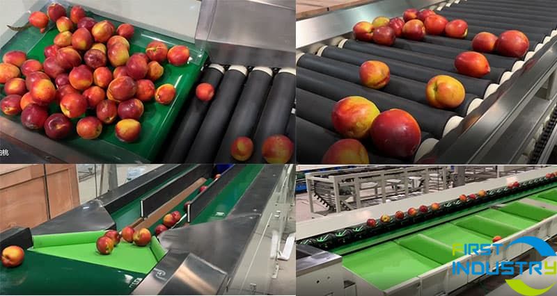 nectarine sorting process