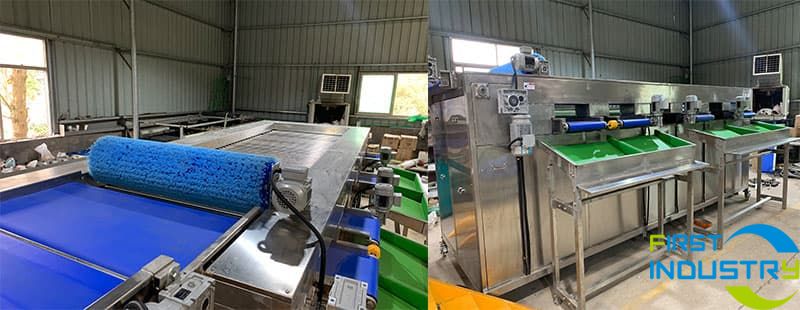 grading-part-of-sweet-potato-sorting-machine